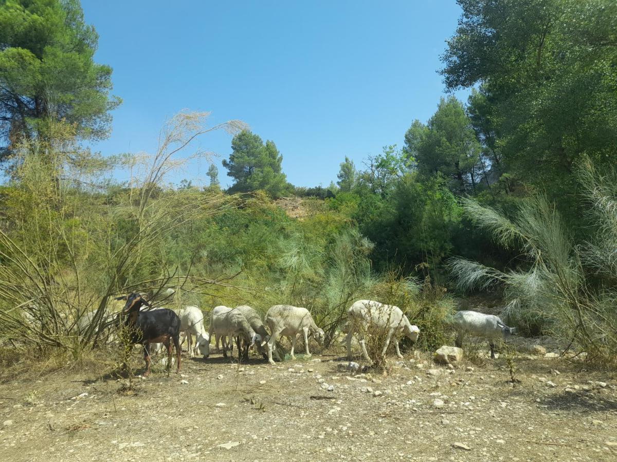 ייסטה Casa Rural Del Saz מראה חיצוני תמונה
